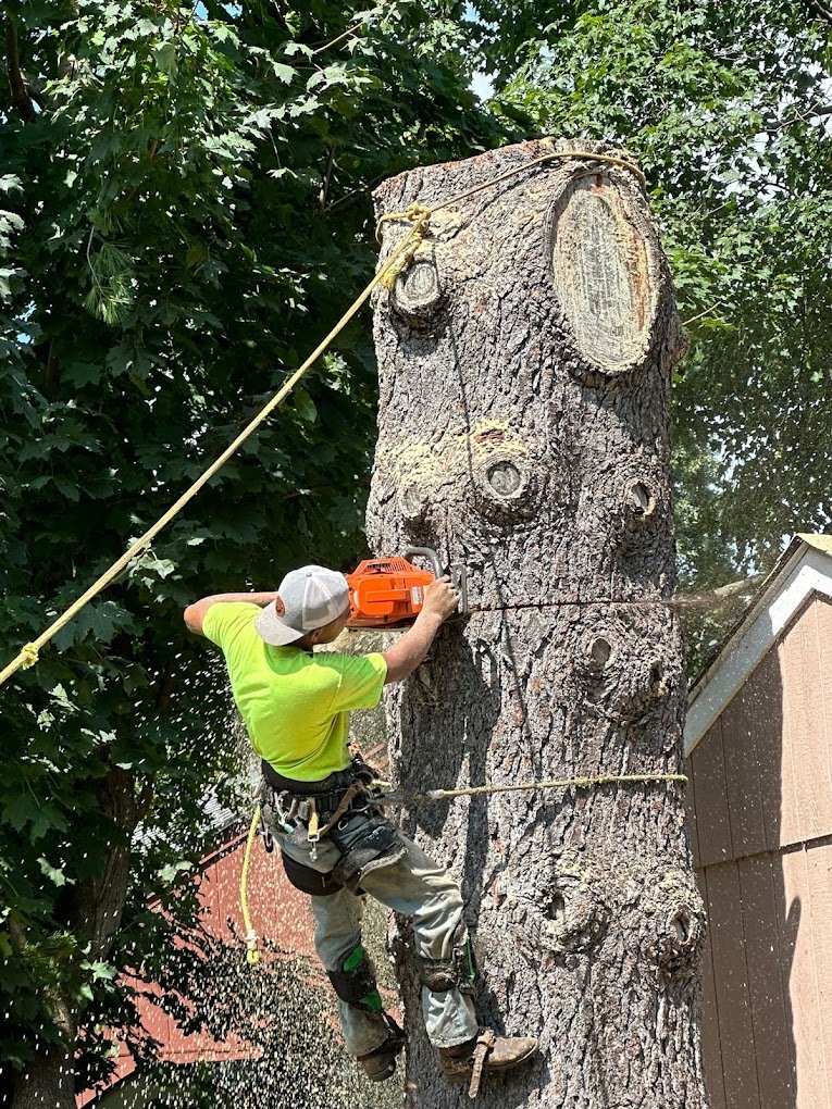 Tree Removal inspiration Landscaping & Tree services in Manchester